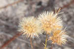 Zigzag silkgrass